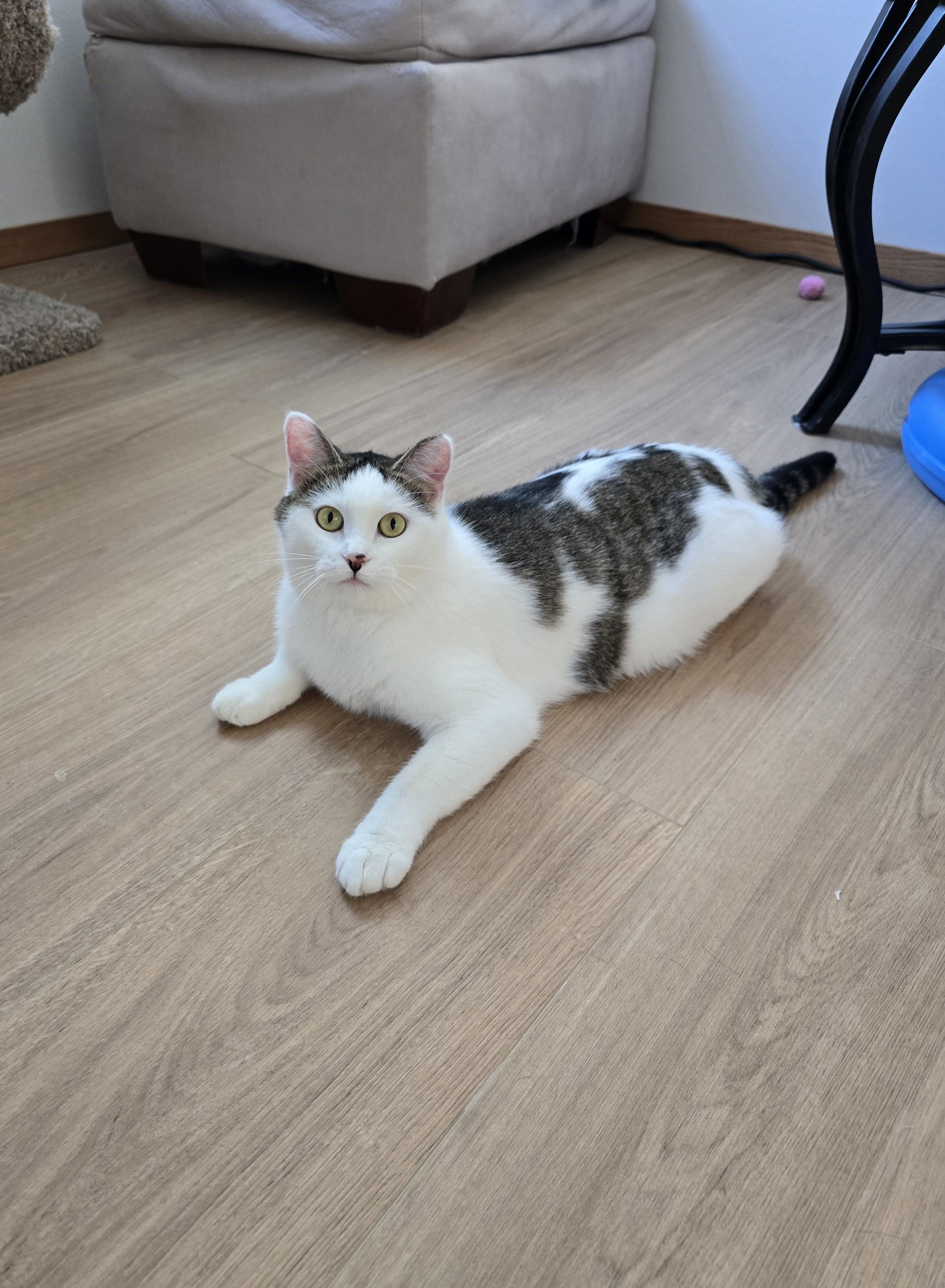 Enlarge Mia, a ADOPTABLE Domestic Short Hair in Fargo, ND image 4/4