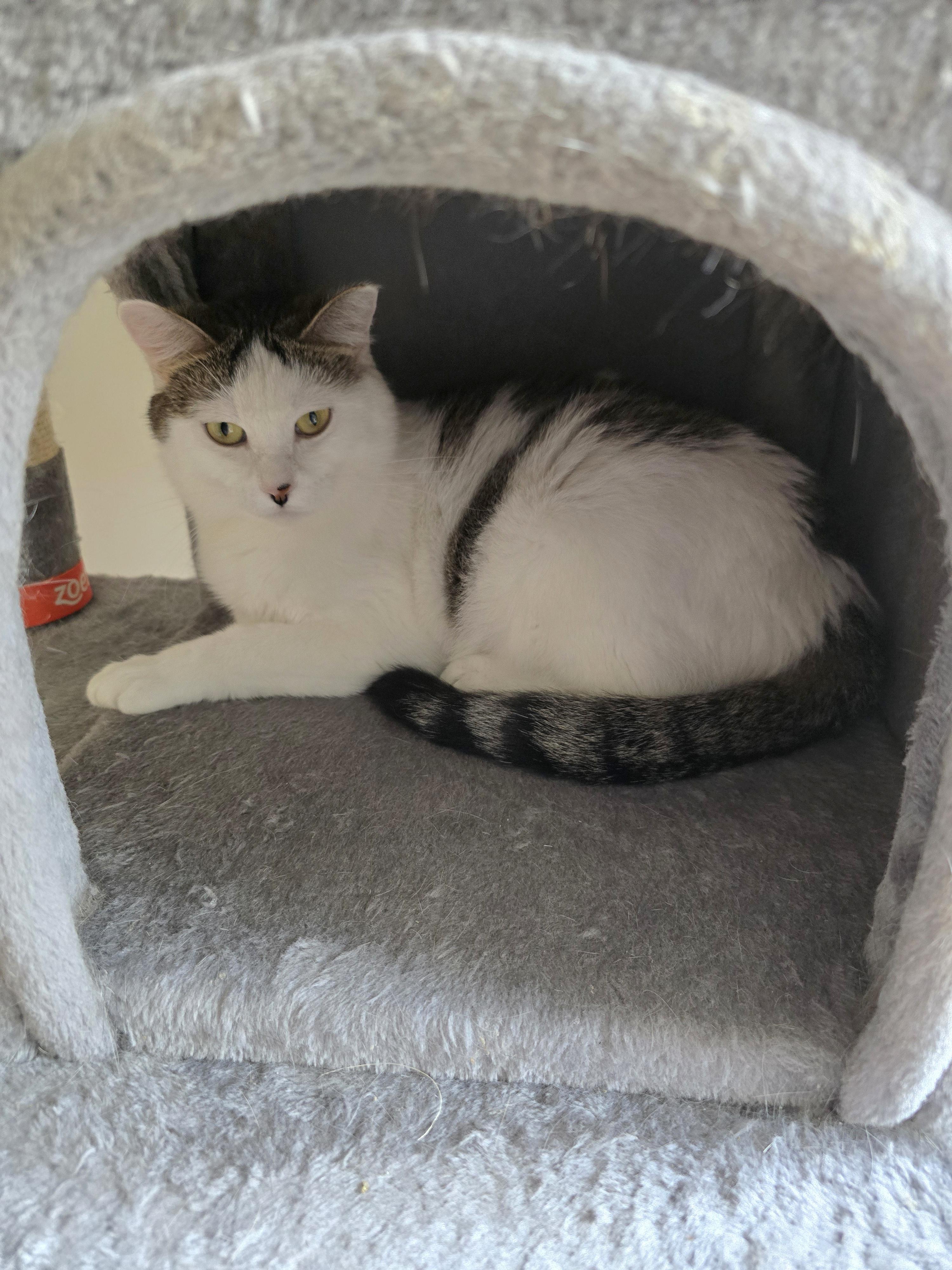 Enlarge Mia, a ADOPTABLE Domestic Short Hair in Fargo, ND image 2/4