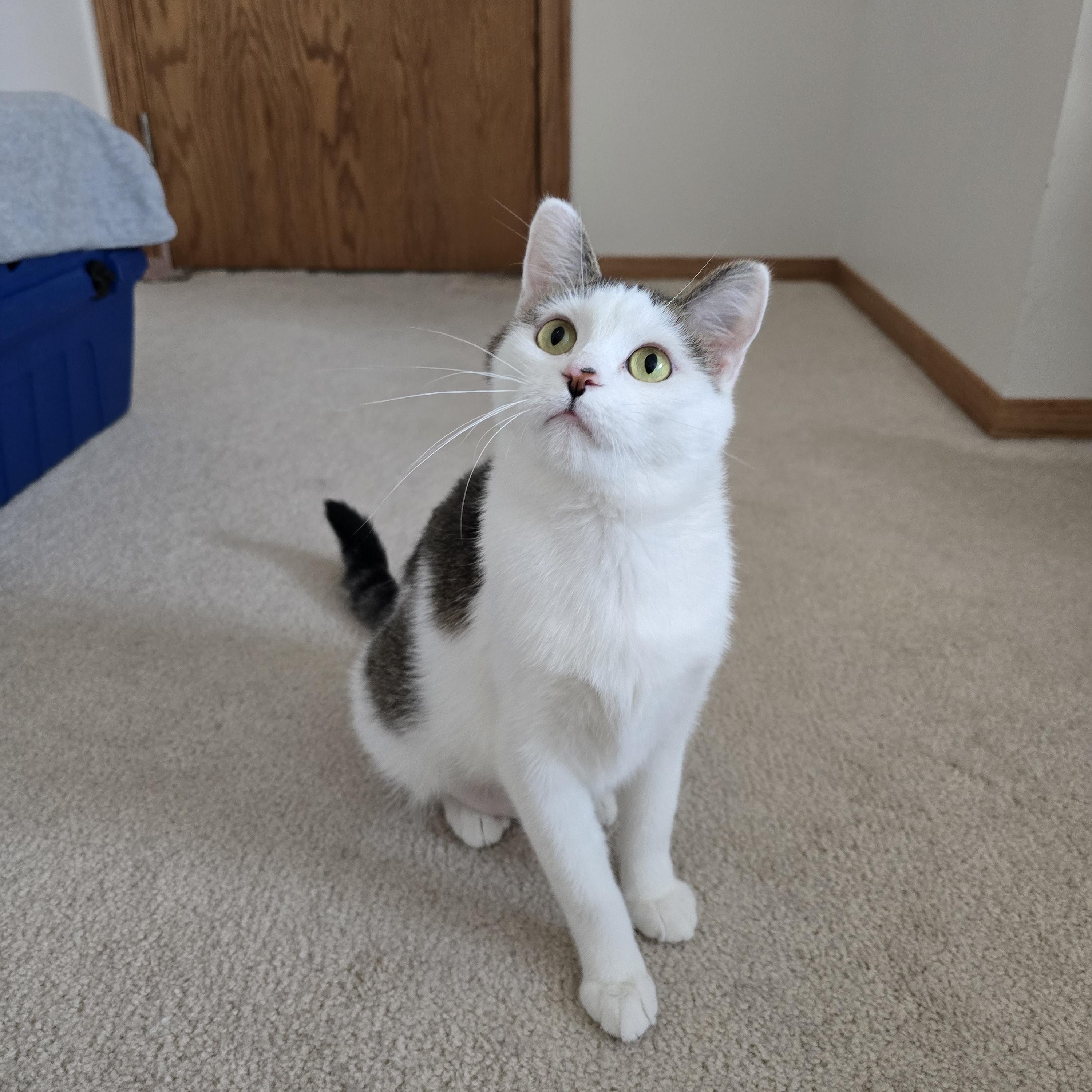 Enlarge Mia, a ADOPTABLE Domestic Short Hair in Fargo, ND image 4/4