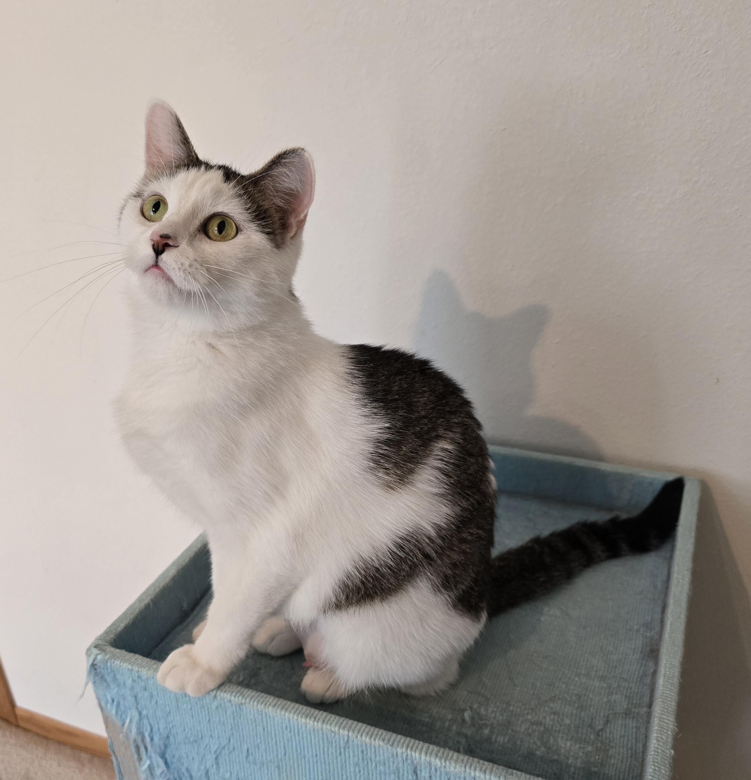 Enlarge Mia, a ADOPTABLE Domestic Short Hair in Fargo, ND image 2/4