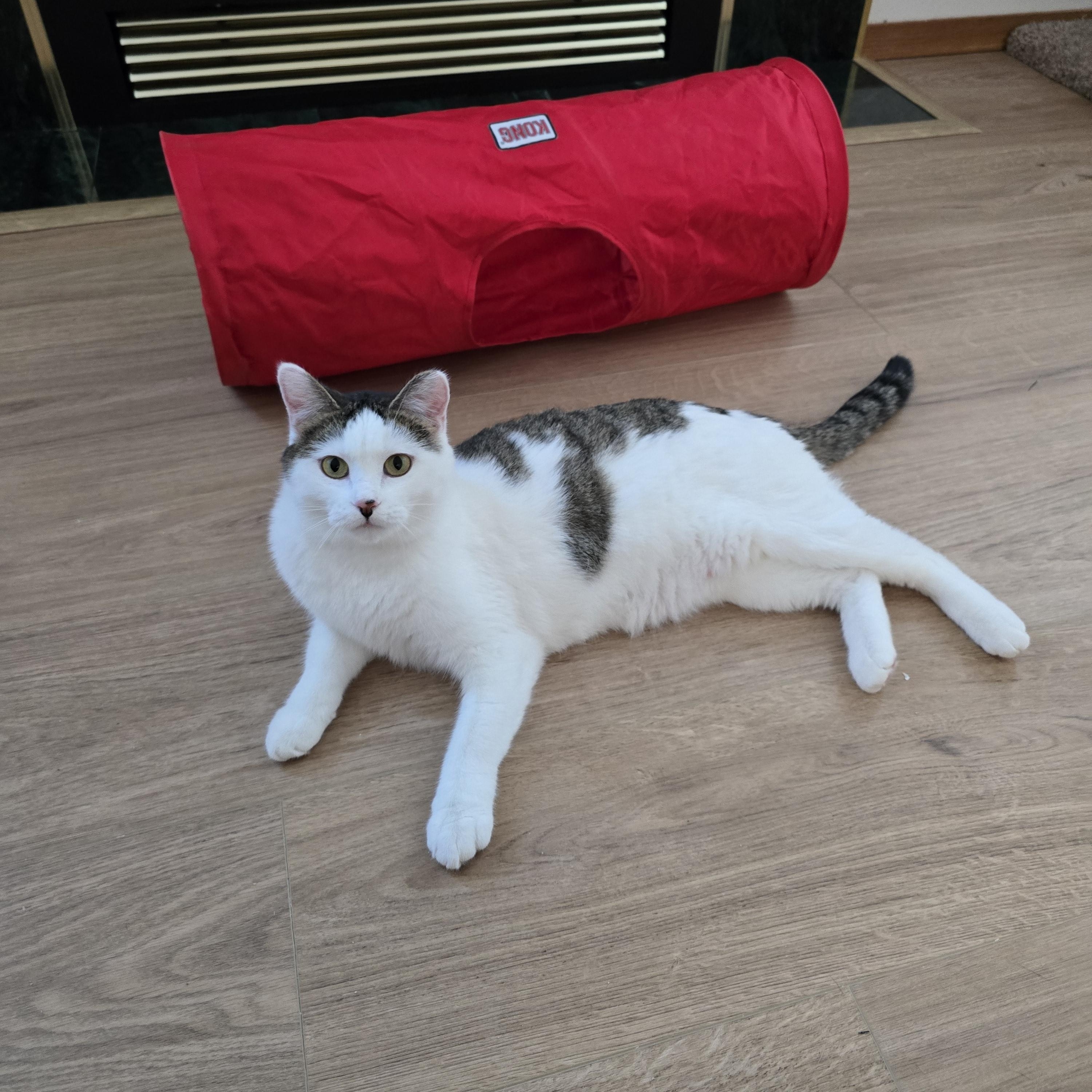 Mia, ADOPTABLE, Young Female Domestic Short Hair.