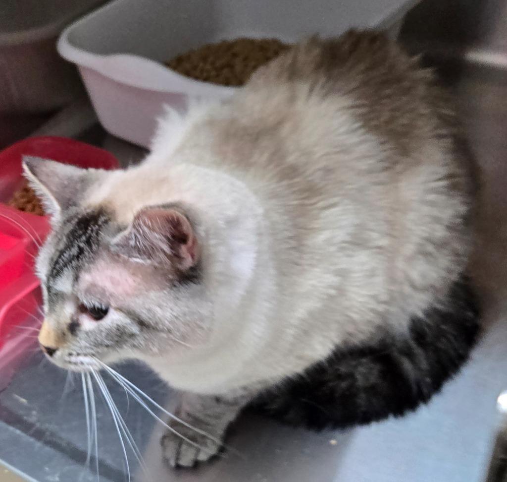 Enlarge Kulap, a Adoptable Siamese in Mount Gilead, NC image 1/1