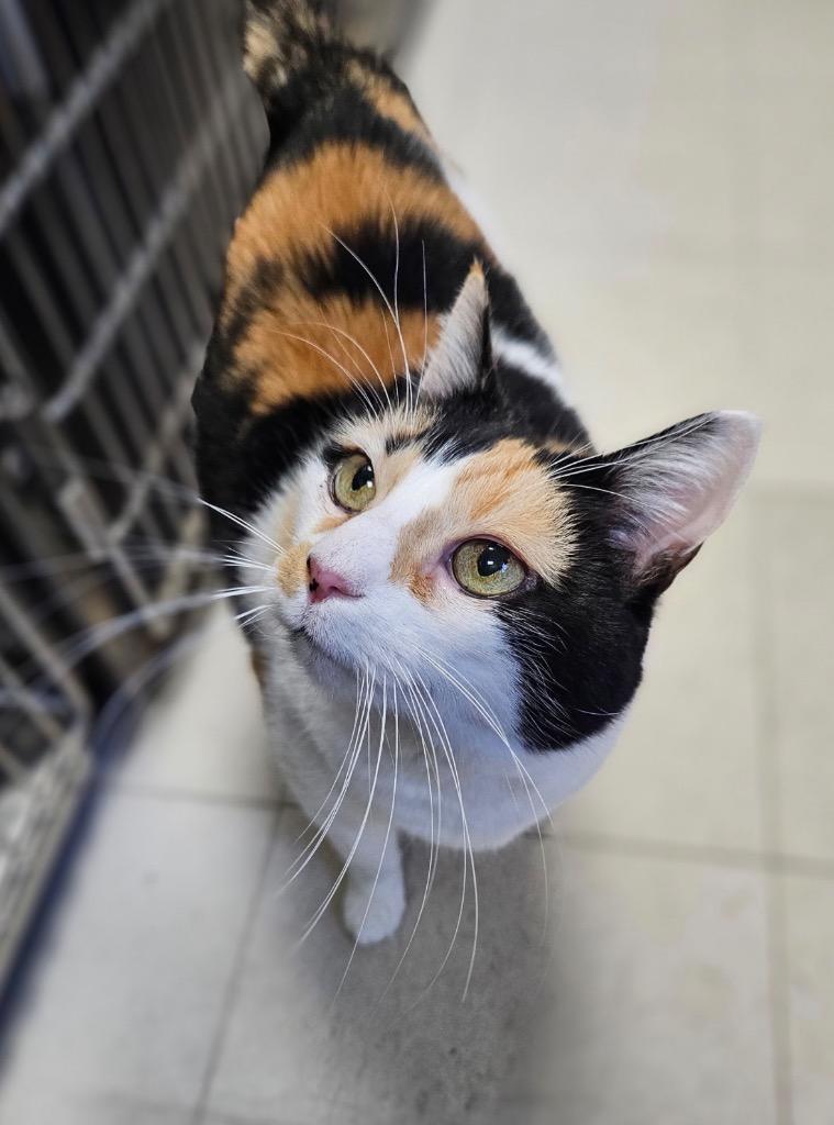 Lupa, Adoptable, Adult Female Domestic Short Hair.