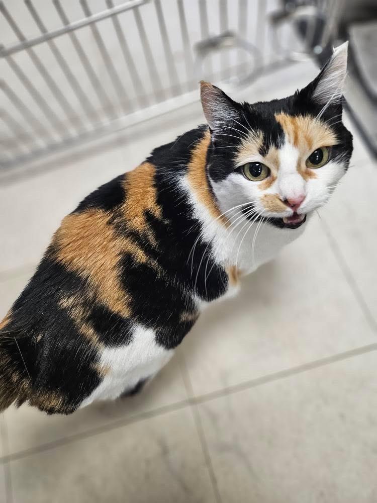 Enlarge Lupa, a Adoptable mixed breed in Pomona, NY image 2/5