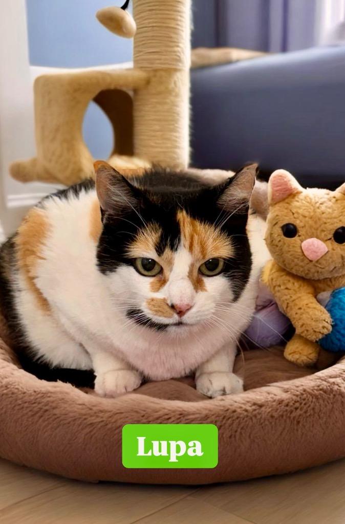 Enlarge Lupa, a Adoptable mixed breed in Pomona, NY image 3/5