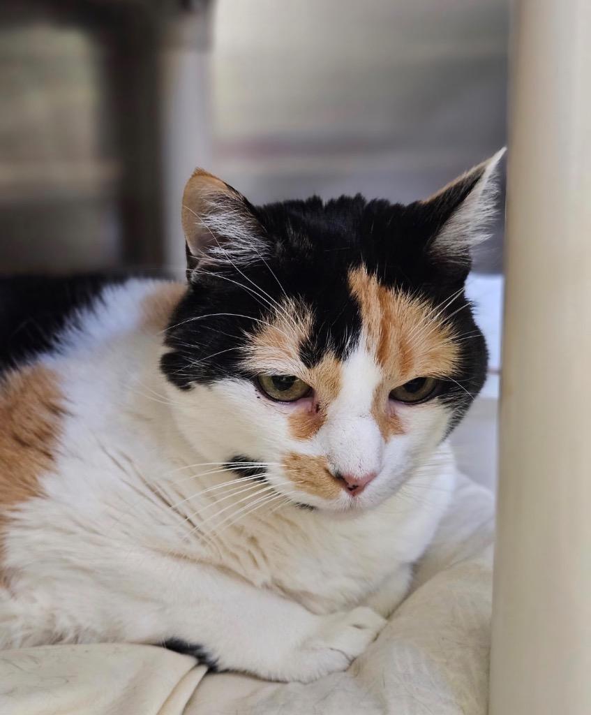 Enlarge Lupa, a Adoptable mixed breed in Pomona, NY image 4/5