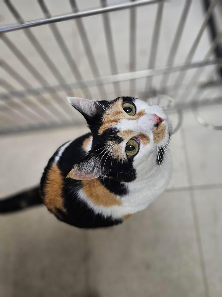 Enlarge Lupa, a Adoptable mixed breed in Pomona, NY image 5/5