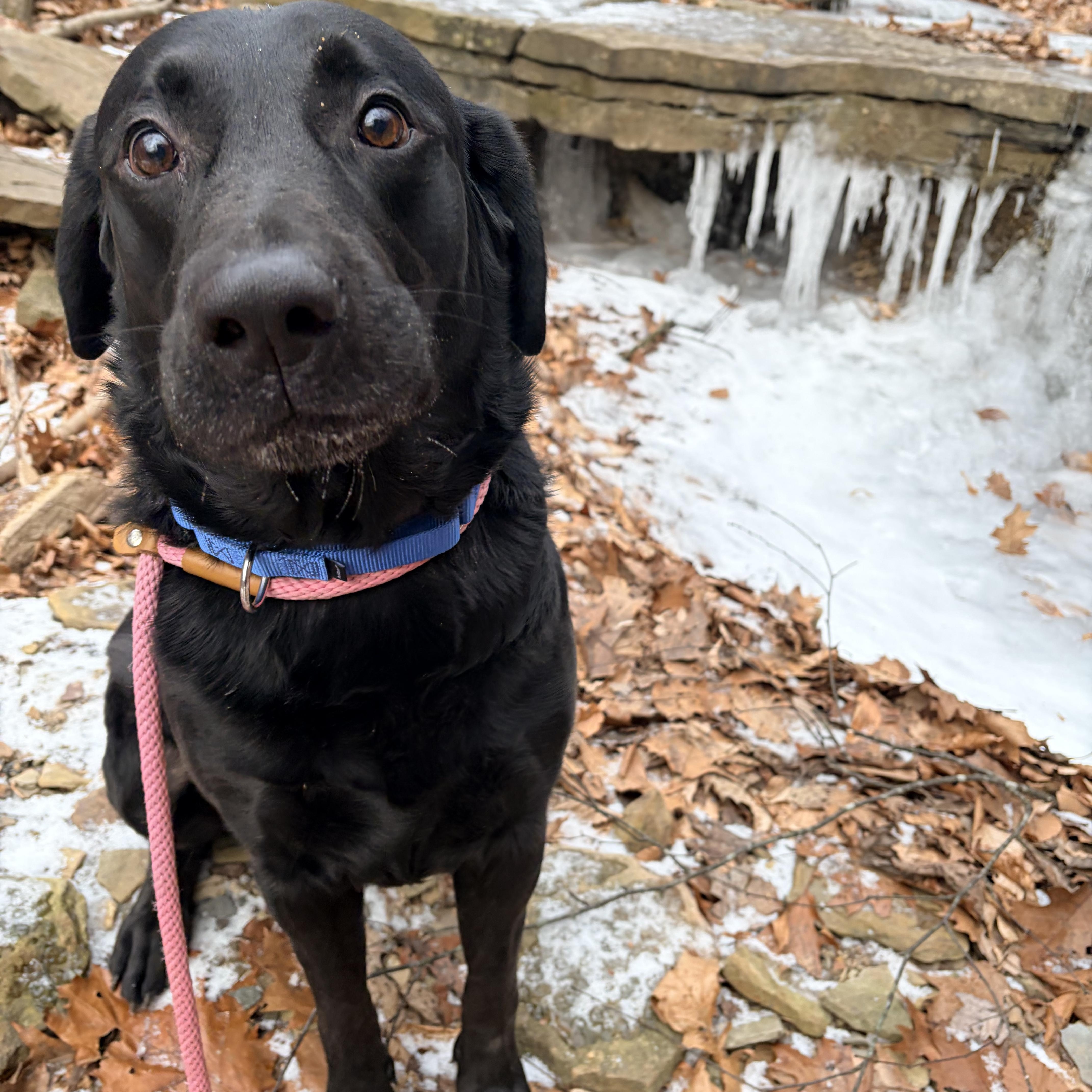 Jasper , an adopted Black Labrador Retriever in White Oak, PA image 1/6