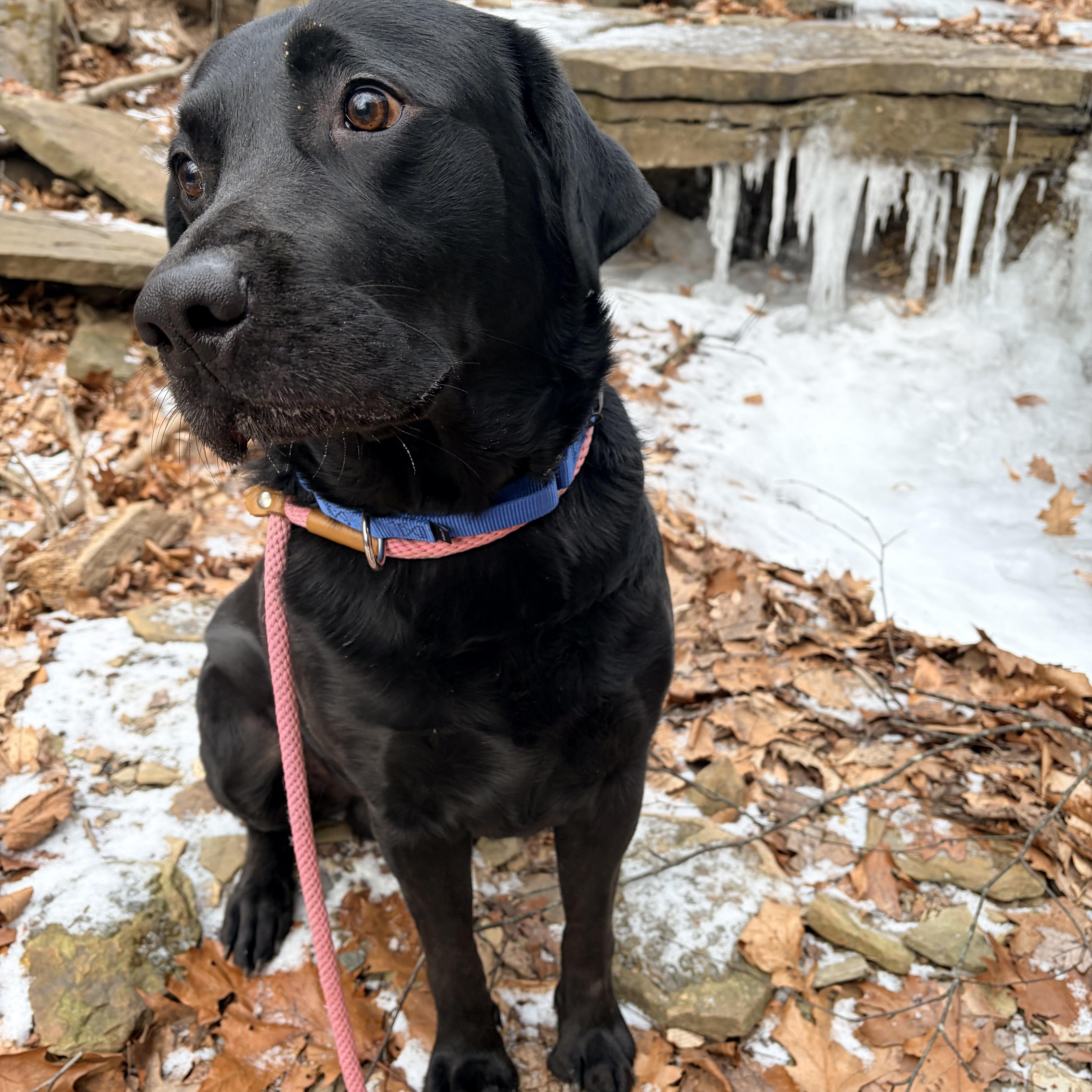 Jasper , an adopted Black Labrador Retriever in White Oak, PA image 3/6