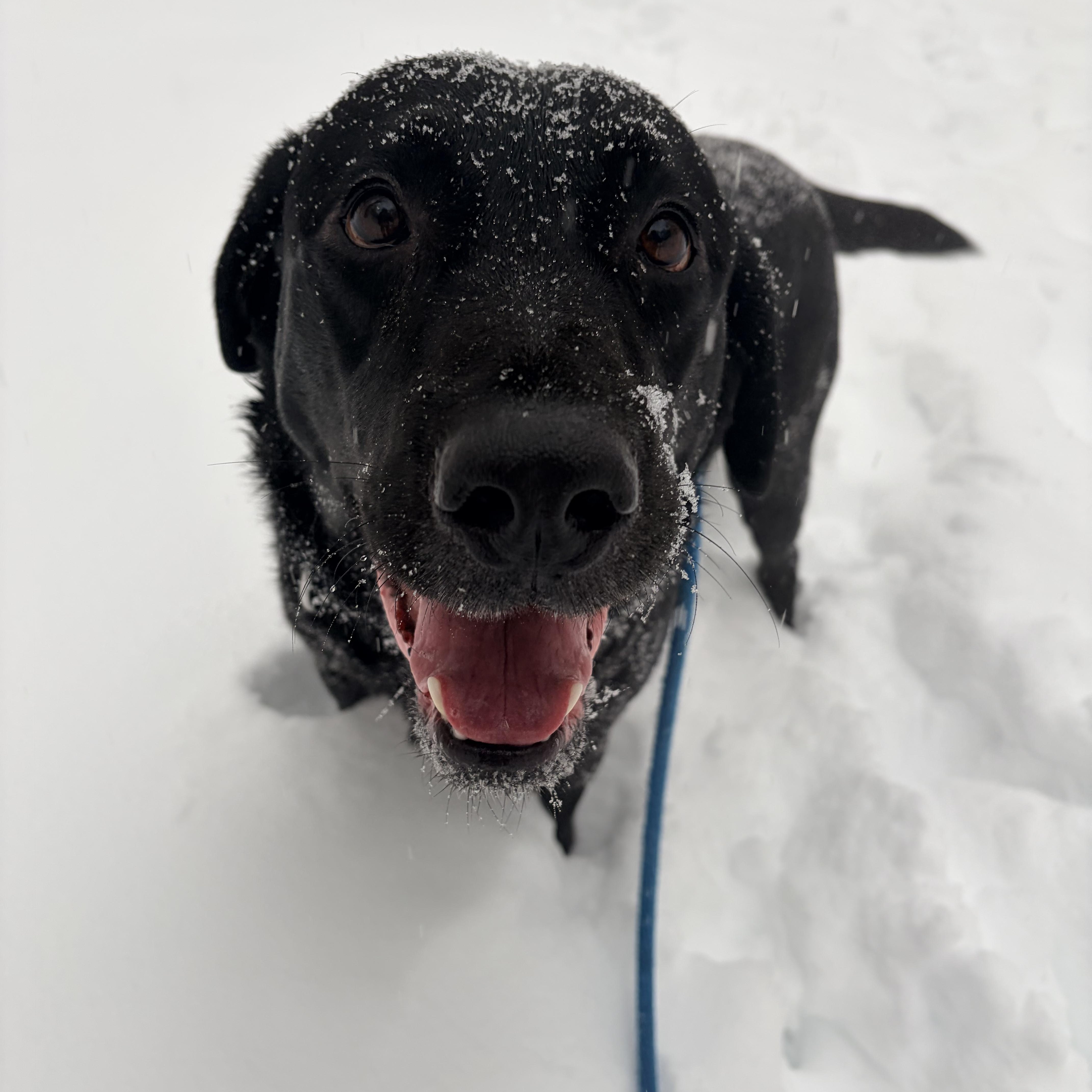 Jasper , an adopted Black Labrador Retriever in White Oak, PA image 2/6