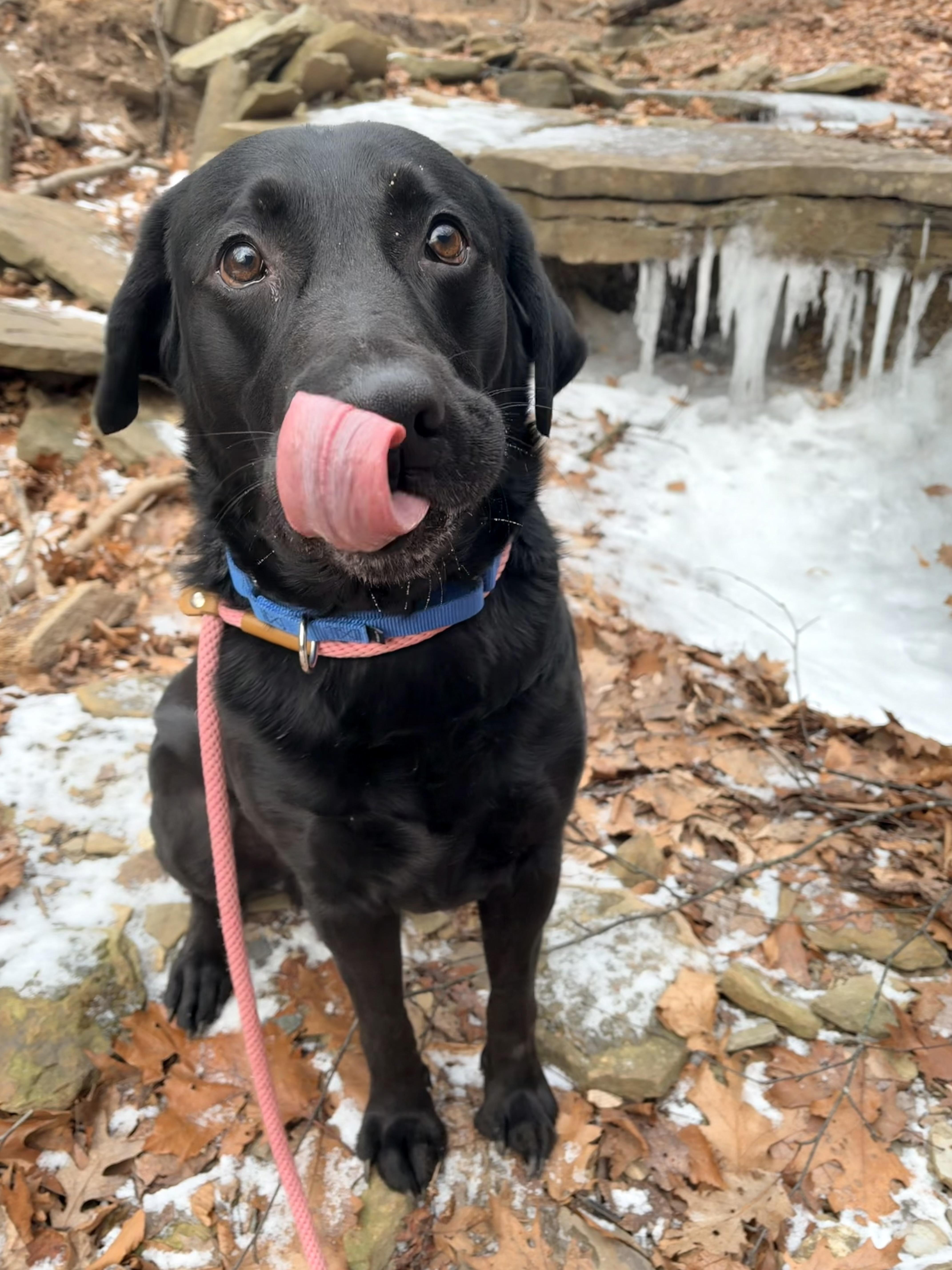 Jasper , an adopted Black Labrador Retriever in White Oak, PA image 5/6