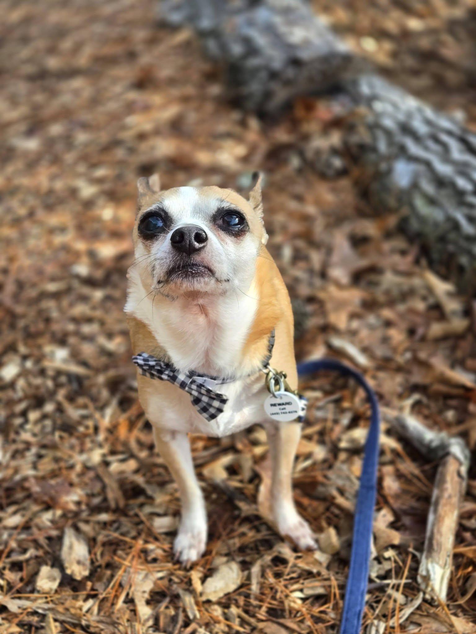Peanut, adoptable, Adult Male Chihuahua.