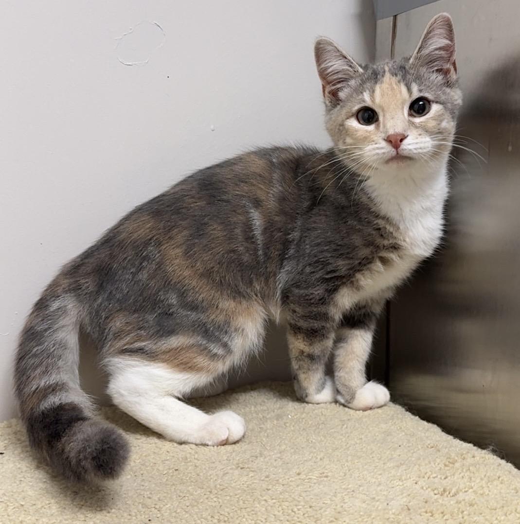 Bunnie, ADOPTABLE, Young Female Domestic Short Hair.