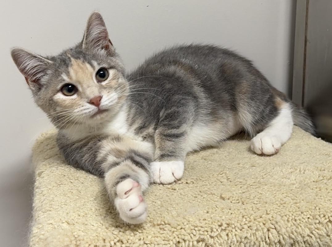 Enlarge Bunnie, a ADOPTABLE Domestic Short Hair in Kearneysville, WV image 2/2