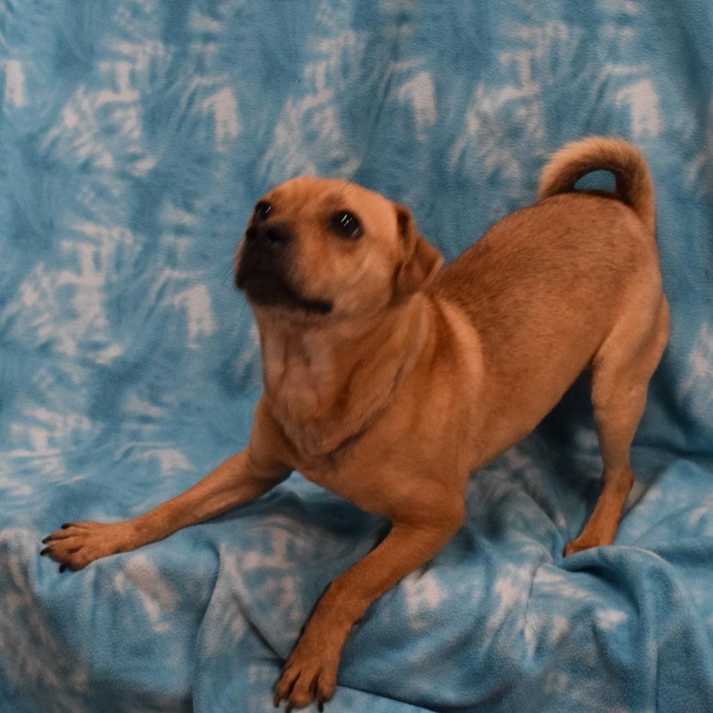 Harold, a Adoptable mixed breed in Eureka, CA image 3/5