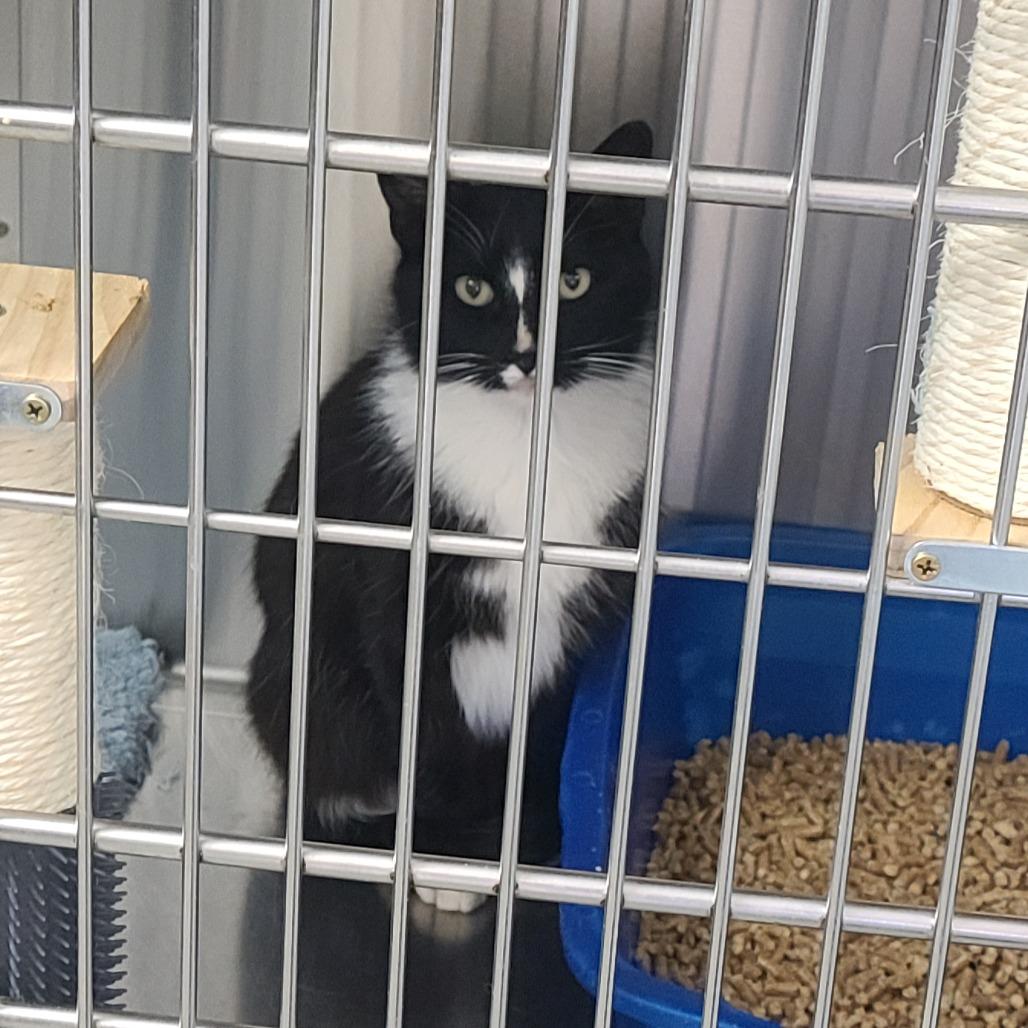 Enlarge Peppi, a Adoptable Domestic Short Hair in Russellville, KY image 1/1