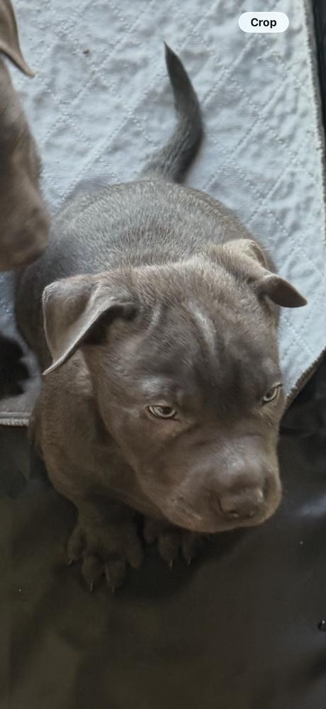 Coming soon 2, a Adoptable mixed breed in Wildomar, CA image 1/2