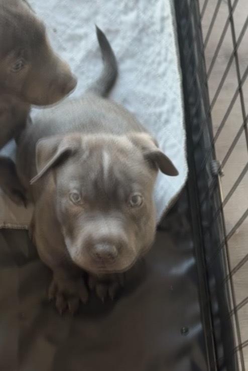 Coming soon 2, a Adoptable mixed breed in Wildomar, CA image 2/2