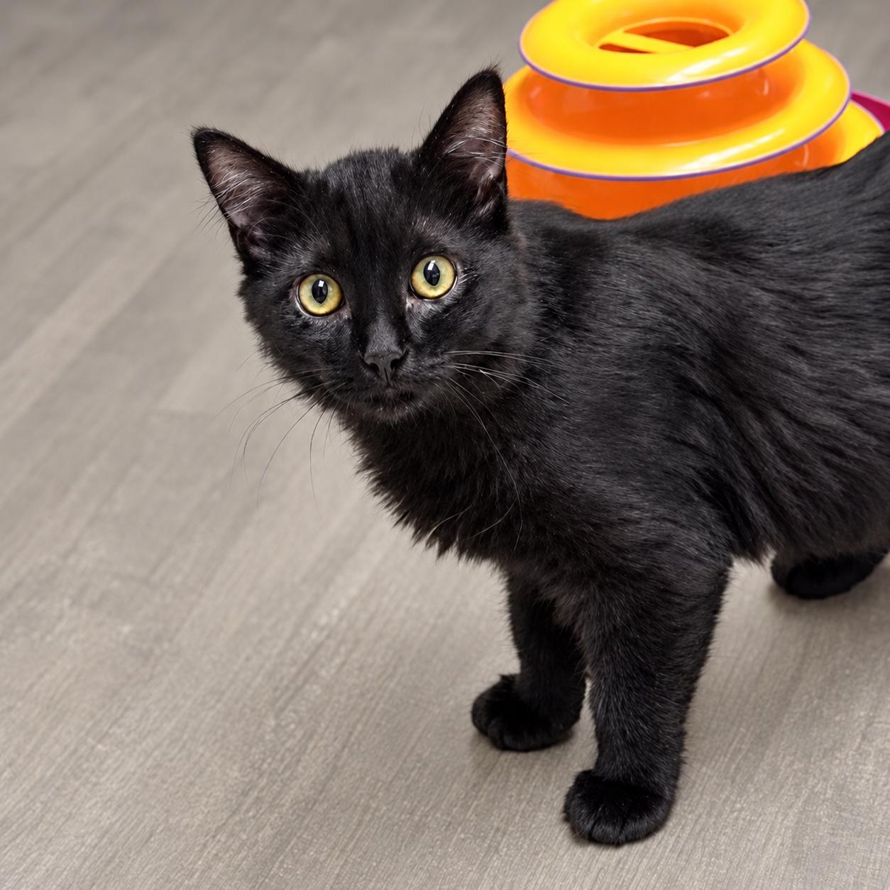 Nick, Adoptable, Kitten Male Domestic Medium Hair.
