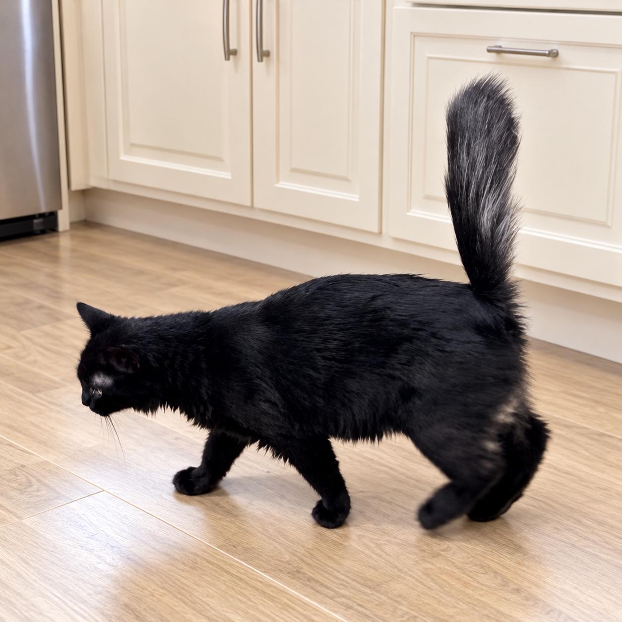 Enlarge Nick, a Adoptable Domestic Medium Hair in Long Beach, WA image 4/4