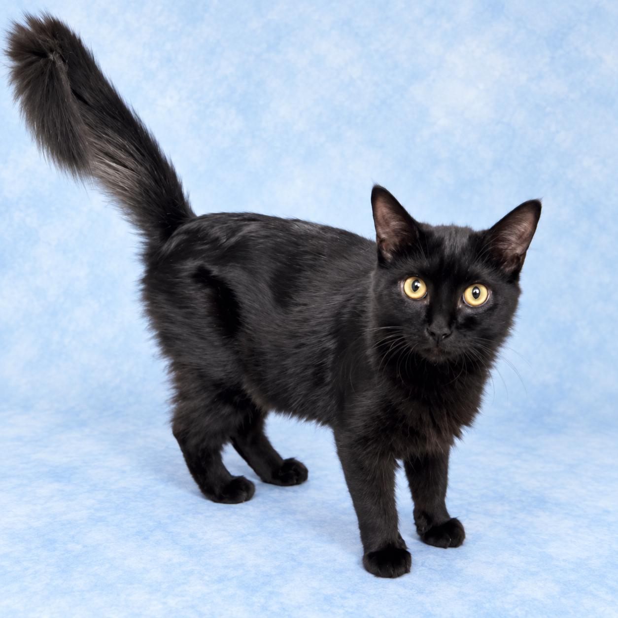 Enlarge Nick, a Adoptable Domestic Medium Hair in Long Beach, WA image 2/4