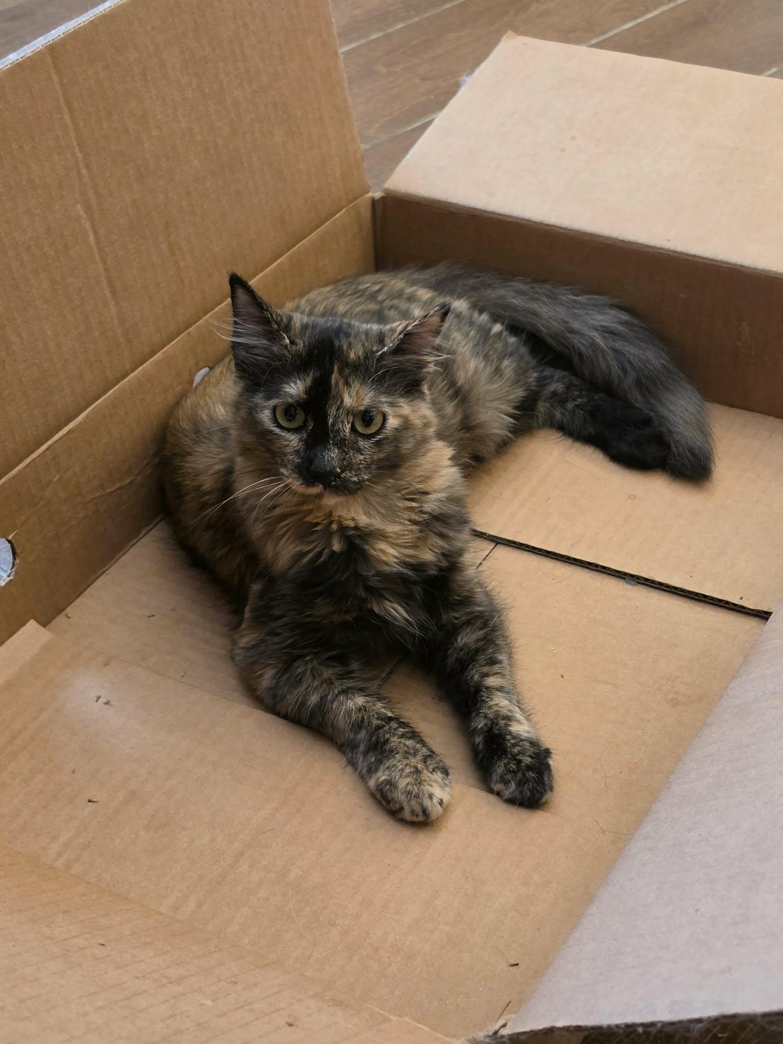 Enlarge Cali, a Adoptable mixed breed in Fort Worth, TX image 2/4