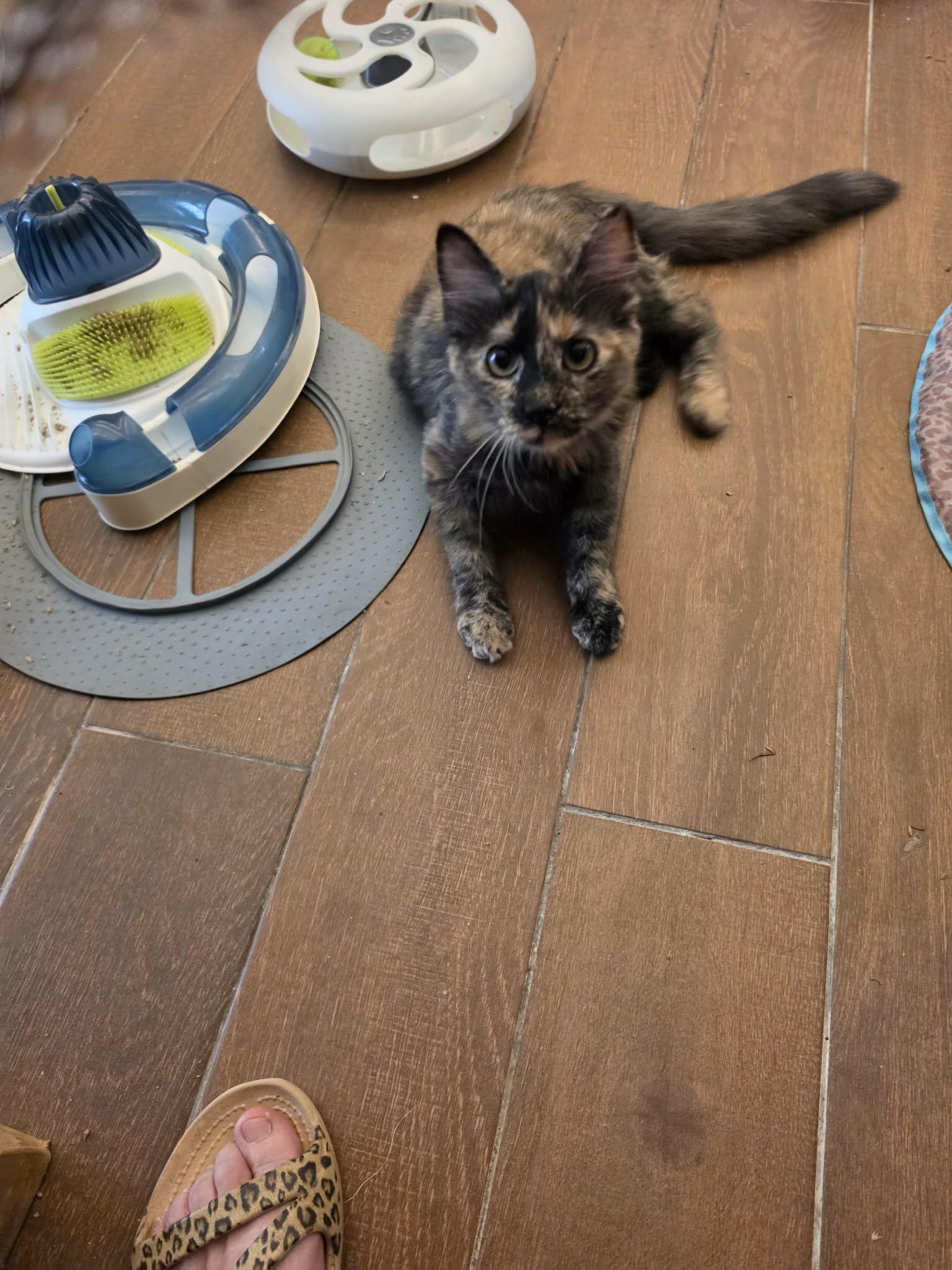 Enlarge Cali, a Adoptable mixed breed in Fort Worth, TX image 3/4