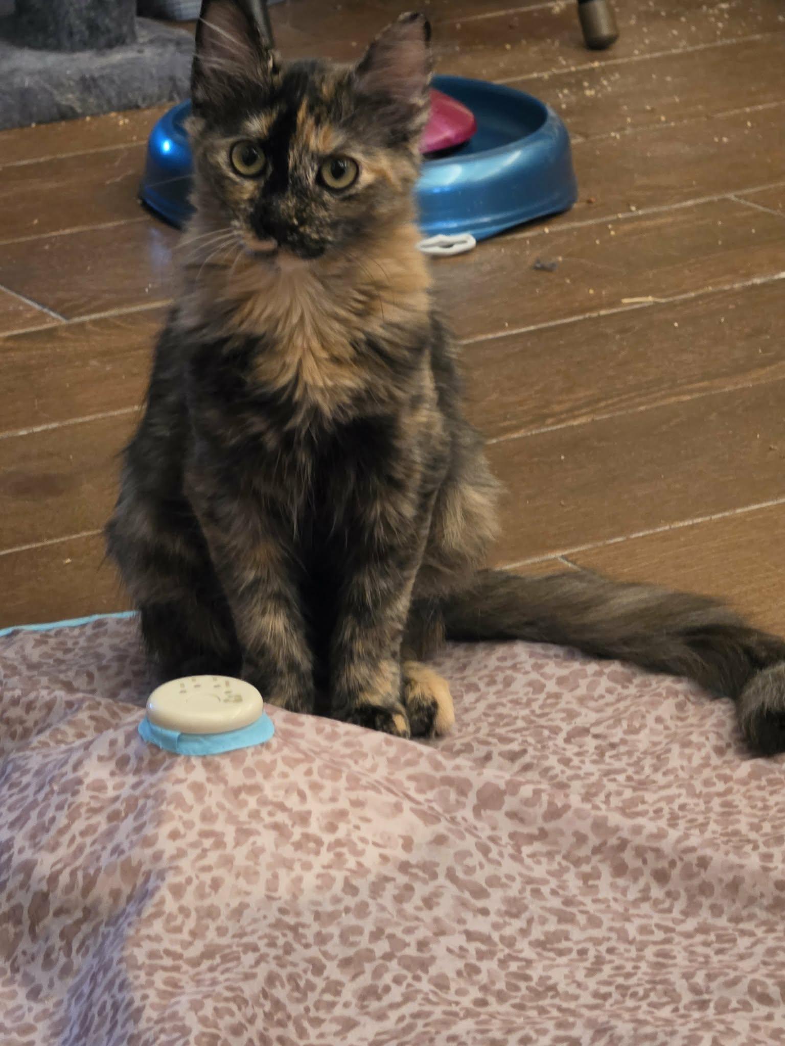 Cali, Adoptable, Young Female Domestic Medium Hair & Tortoiseshell.