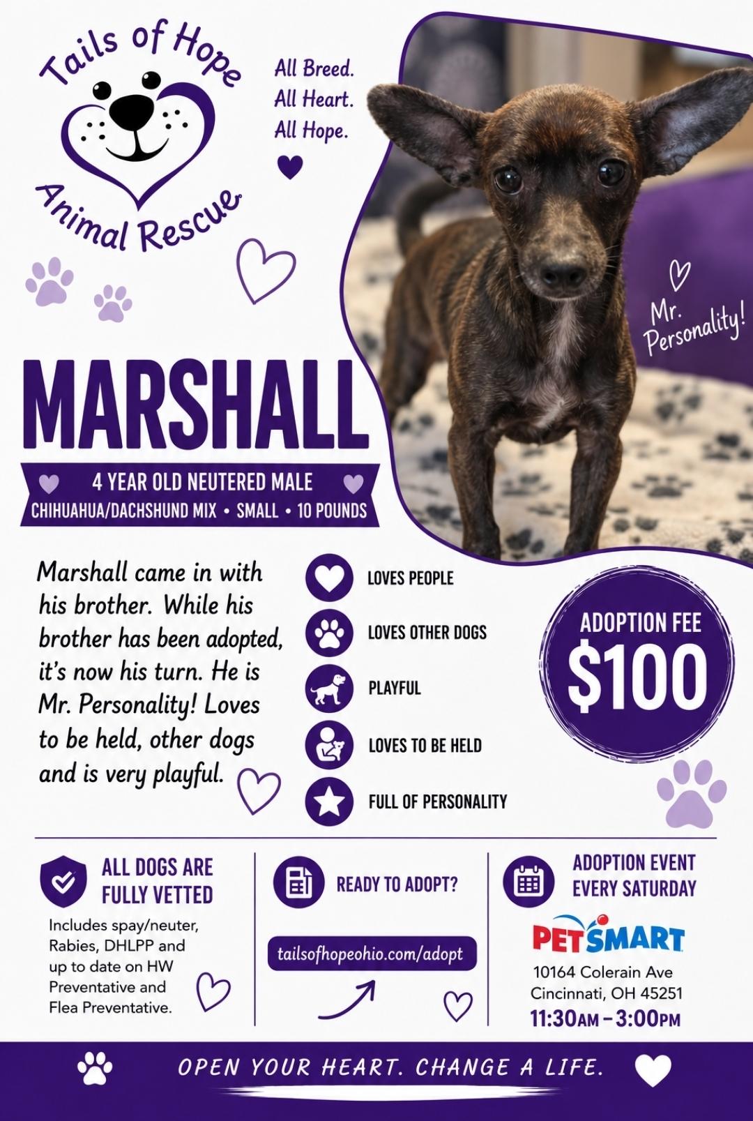 Marshall, Adoptable, Adult Male Dachshund.