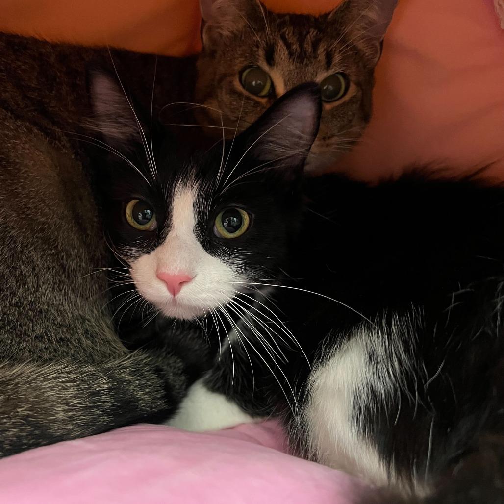 Enlarge Barrel, a Adoptable Domestic Medium Hair in Abbotsford, BC image 1/3