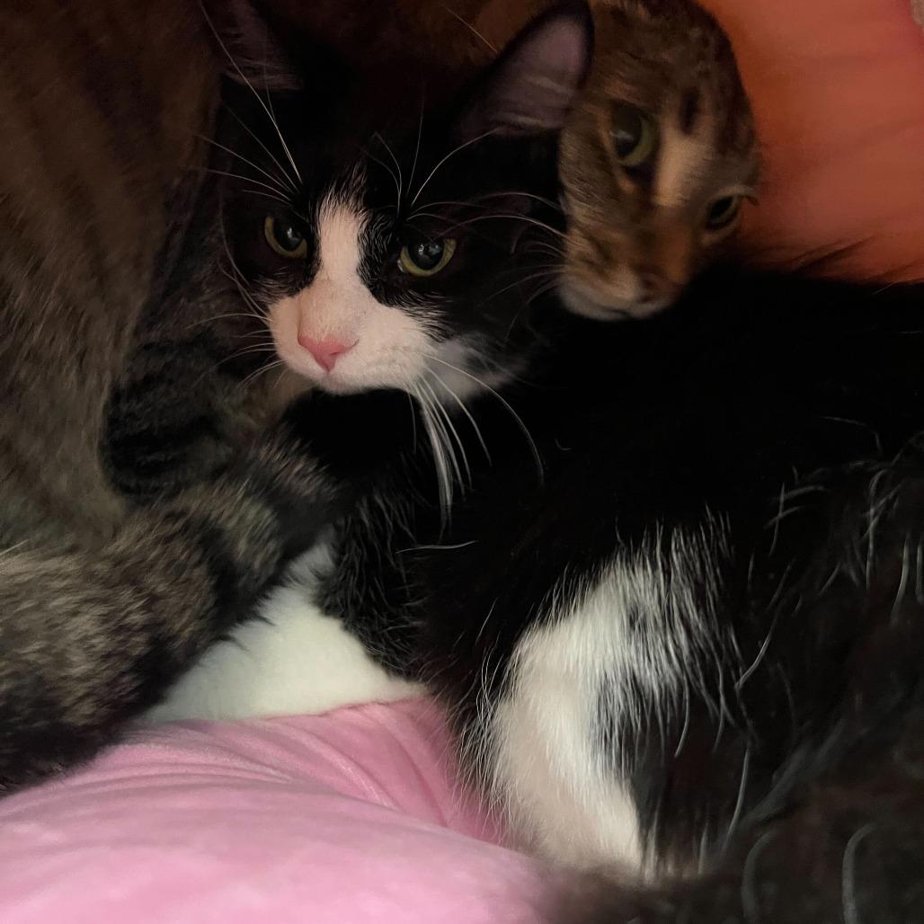 Enlarge Barrel, a Adoptable Domestic Medium Hair in Abbotsford, BC image 2/3