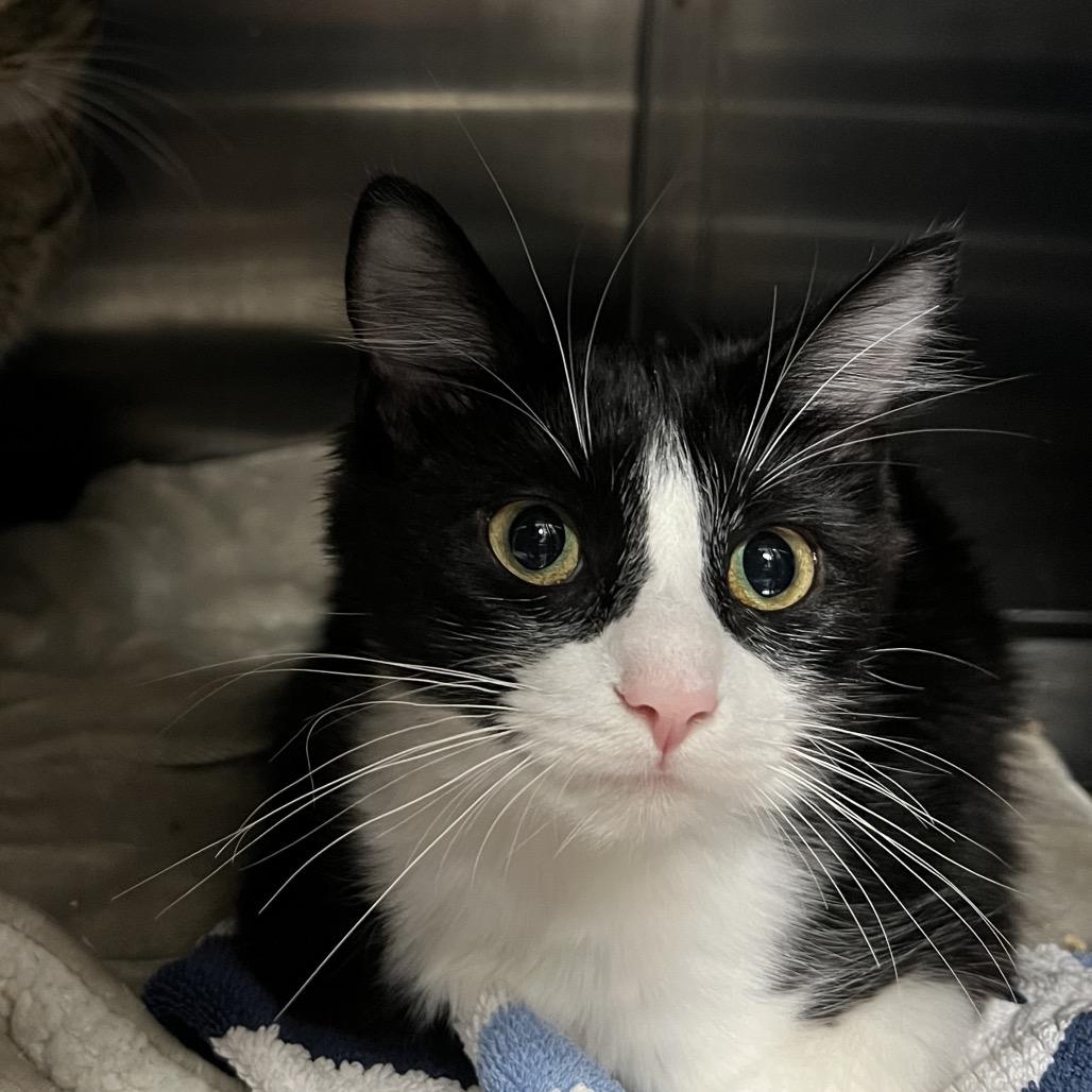 Enlarge Barrel, a Adoptable Domestic Medium Hair in Abbotsford, BC image 3/3