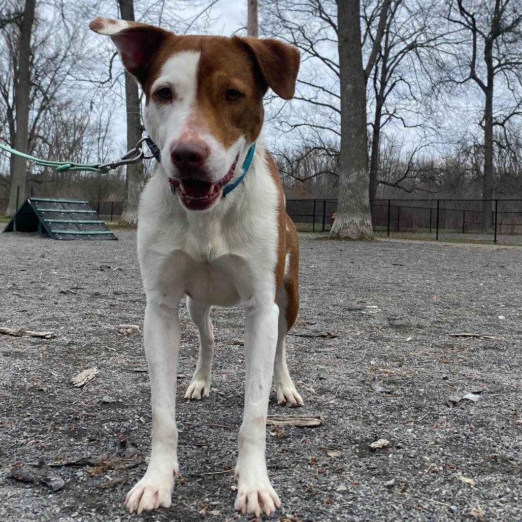 Kramer, Adoptable, Adult Male Mixed Breed.