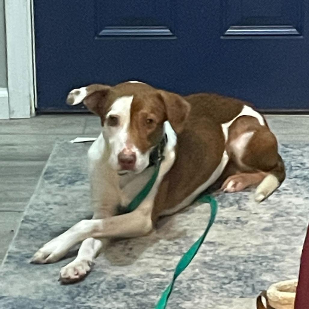 Enlarge Kramer, a Adoptable Mixed Breed in Glenfield, NY image 2/6