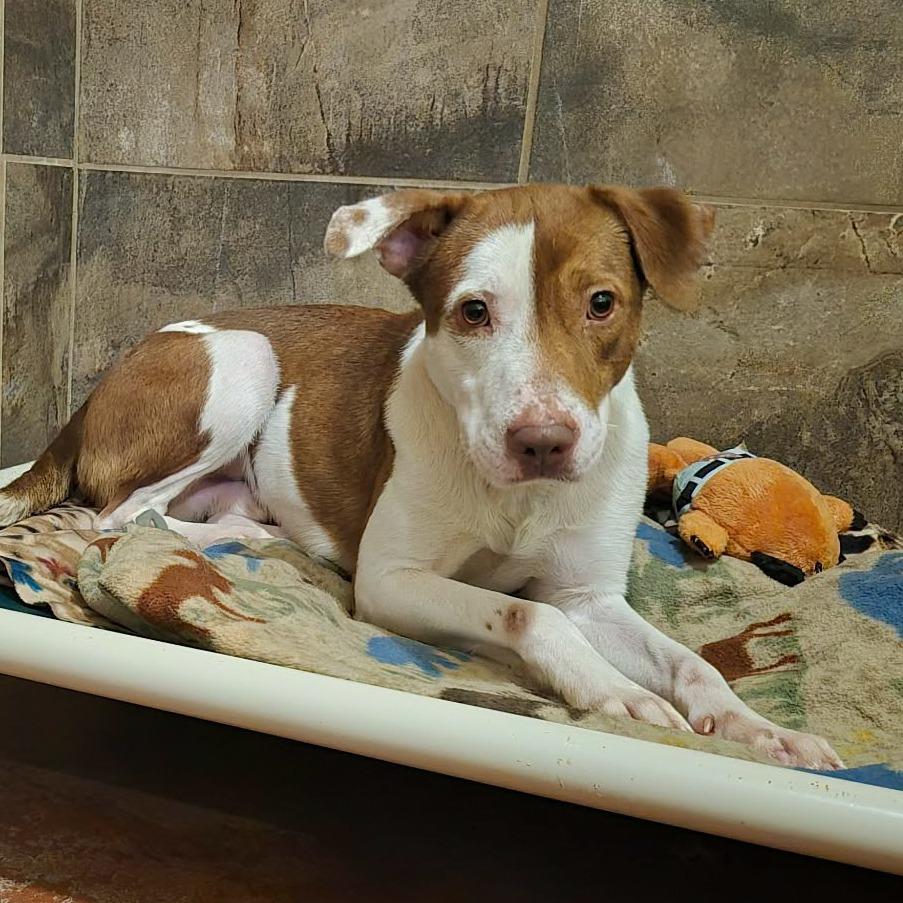 Enlarge Kramer, a Adoptable Mixed Breed in Glenfield, NY image 3/6