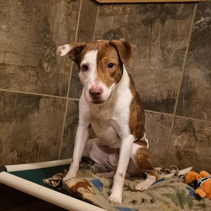 Enlarge Kramer, a Adoptable Mixed Breed in Glenfield, NY image 4/6