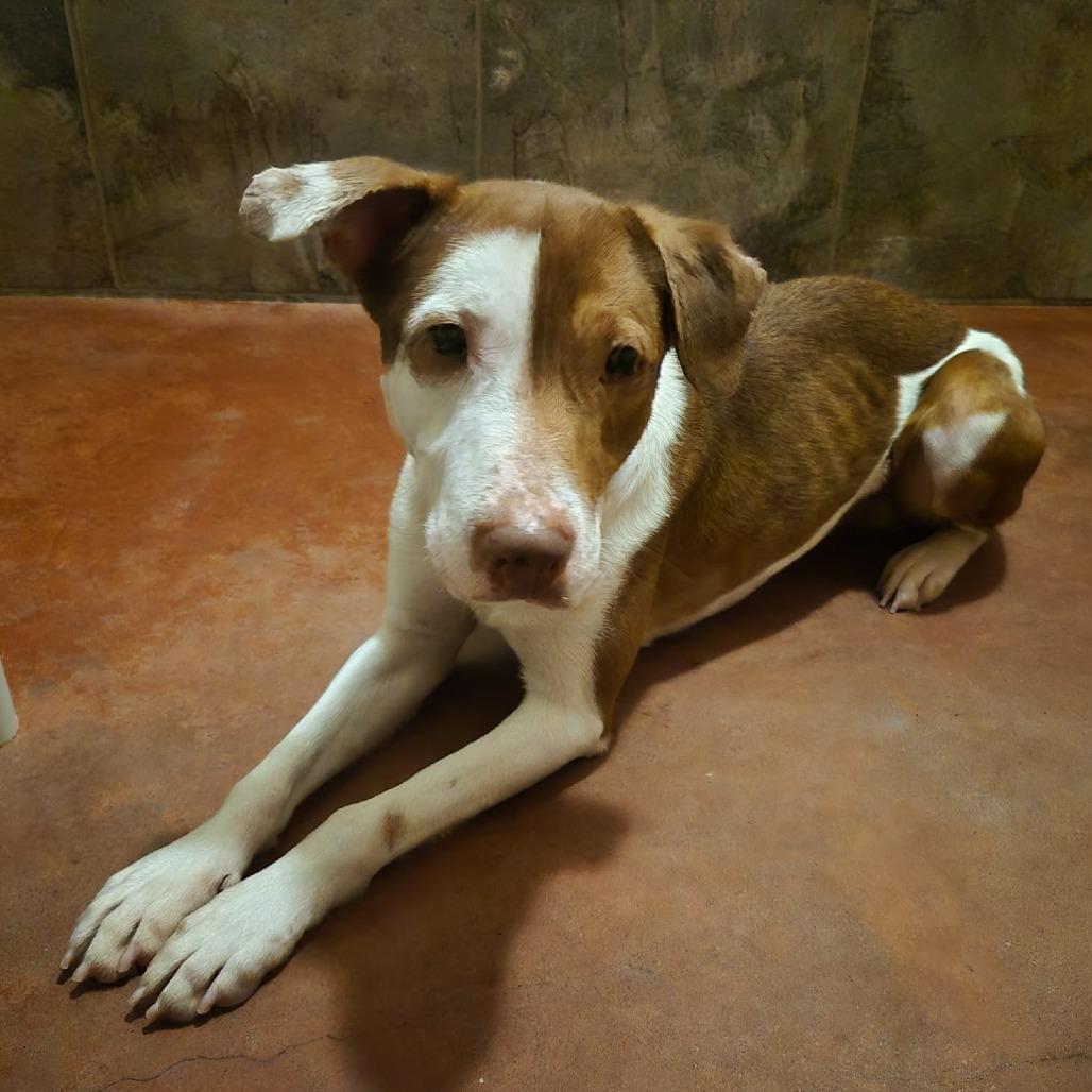 Enlarge Kramer, a Adoptable Mixed Breed in Glenfield, NY image 5/6