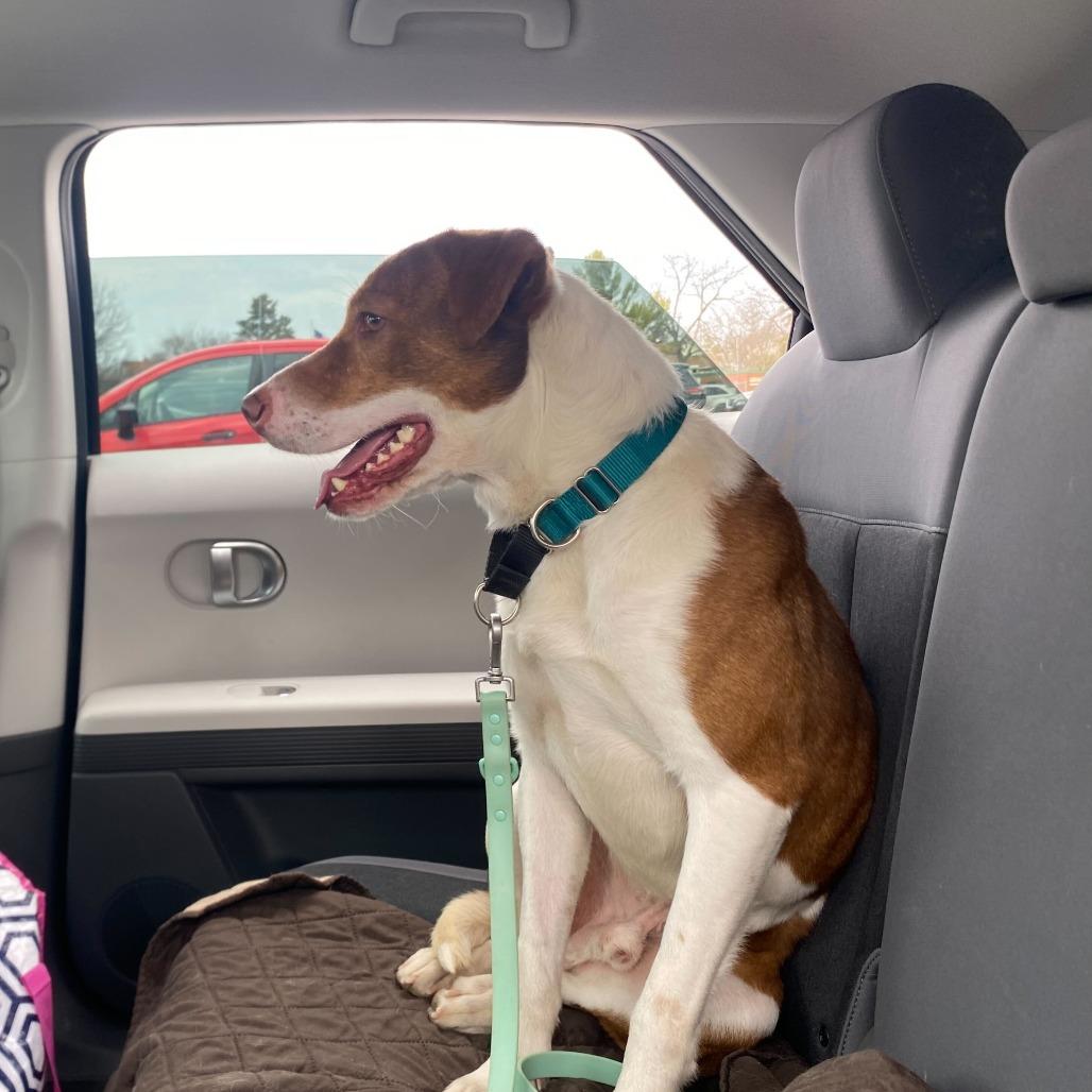 Enlarge Kramer, a Adoptable Mixed Breed in Glenfield, NY image 6/6