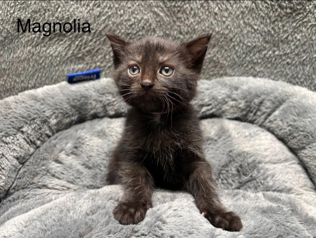 Magnolia, Adoptable, Kitten Female Domestic Short Hair.