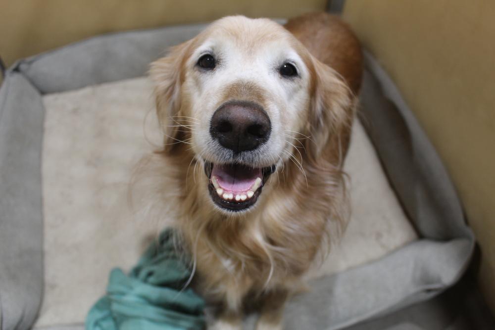 Lucy (temporary foster needed only, bonded to Jezebel), Adoptable, Senior Female Golden Retriever.