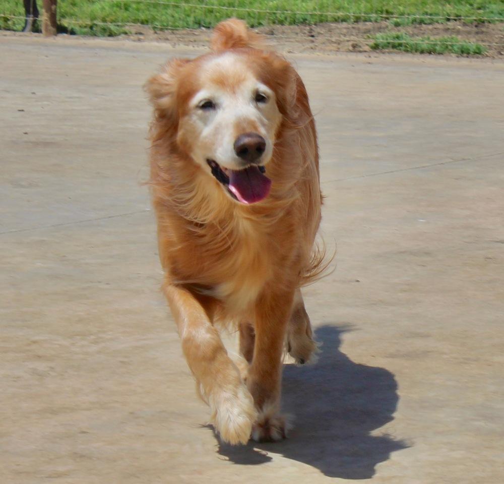 Enlarge Lucy (temporary foster needed only, bonded to Jezebel), a Adoptable Golden Retriever in Sanger, TX image 3/3
