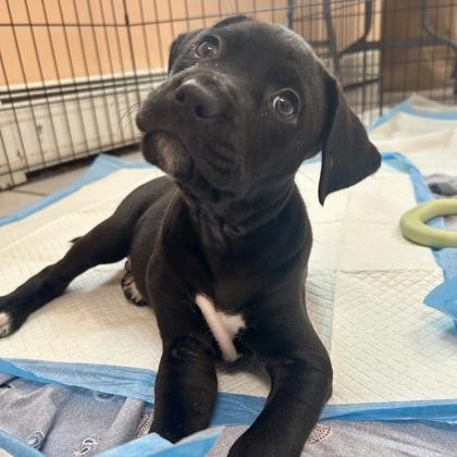 Portland, Adoptable, Puppy Male Mixed Breed & Mixed Breed.