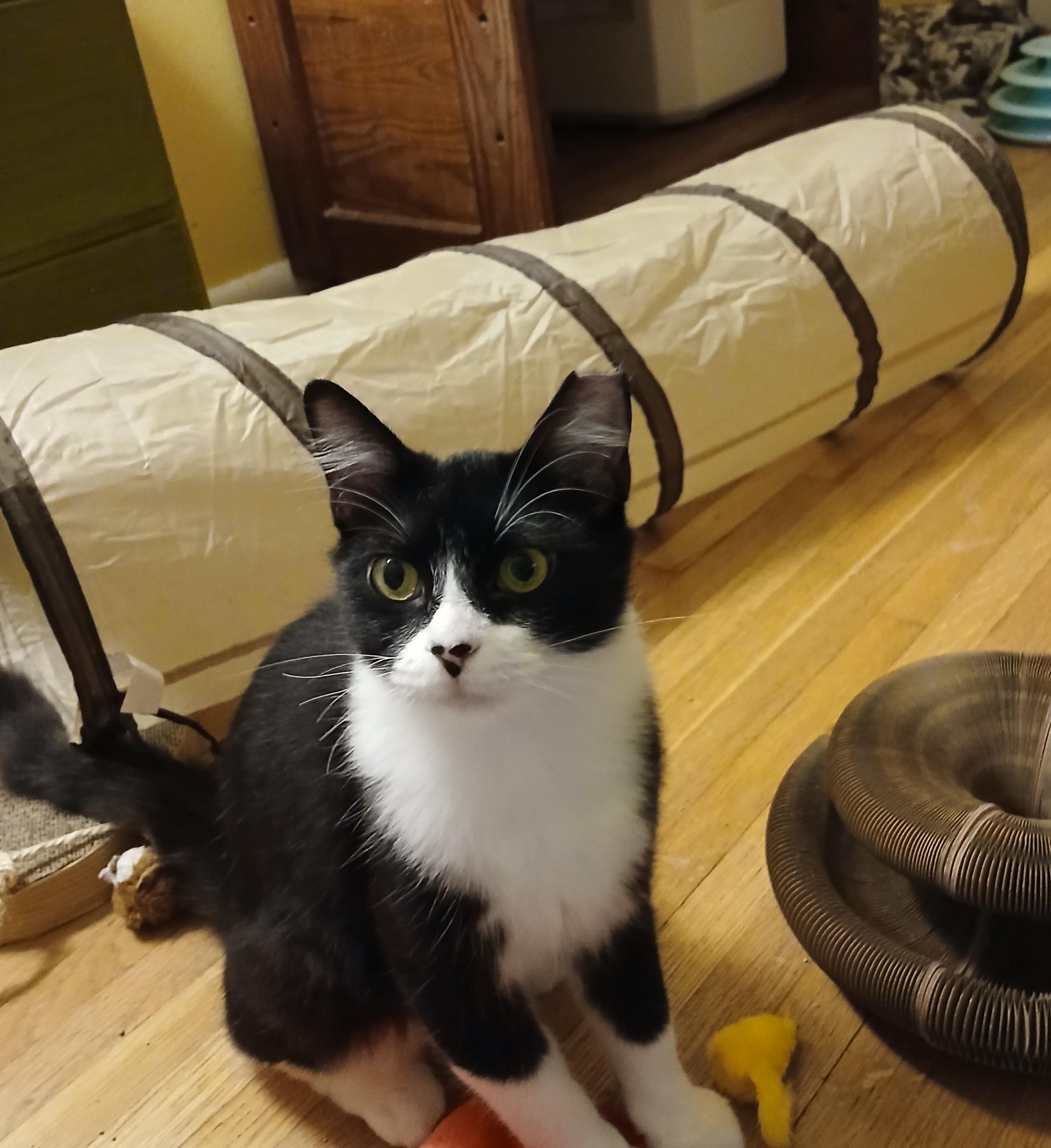 Dexter — thumbnail 2