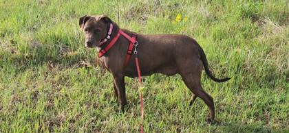 Siri, a Adoptable mixed breed in Westland, MI image 1/3