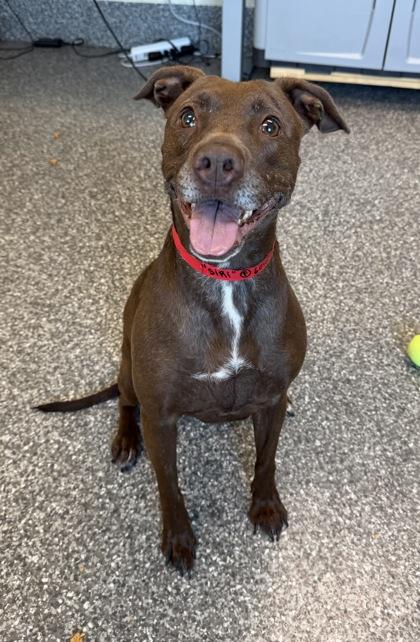 Siri, a Adoptable mixed breed in Westland, MI image 2/3