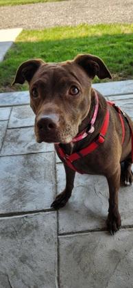 Siri, a Adoptable mixed breed in Westland, MI image 3/3
