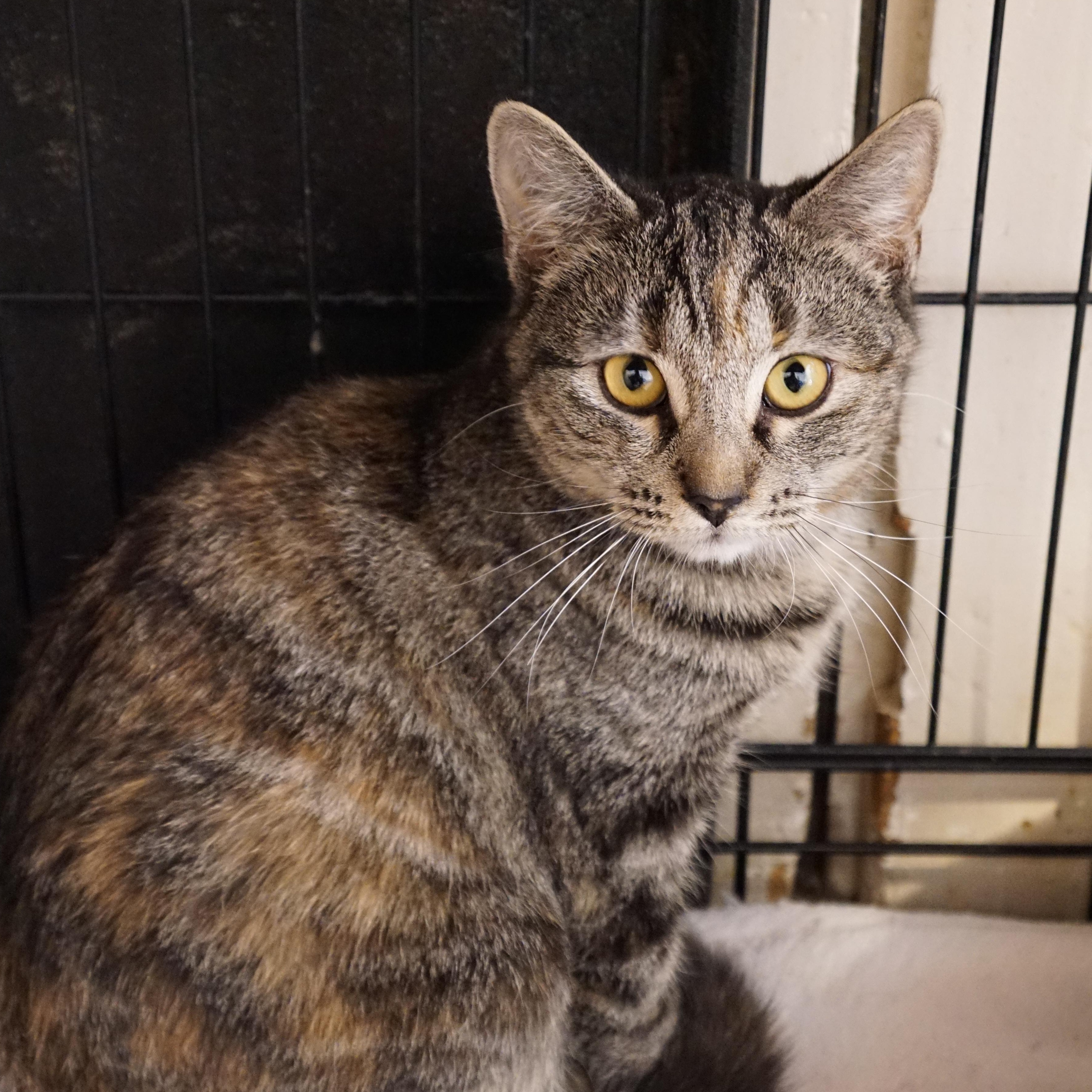 Tory, an adopted mixed breed in New Bedford, MA image 1/4