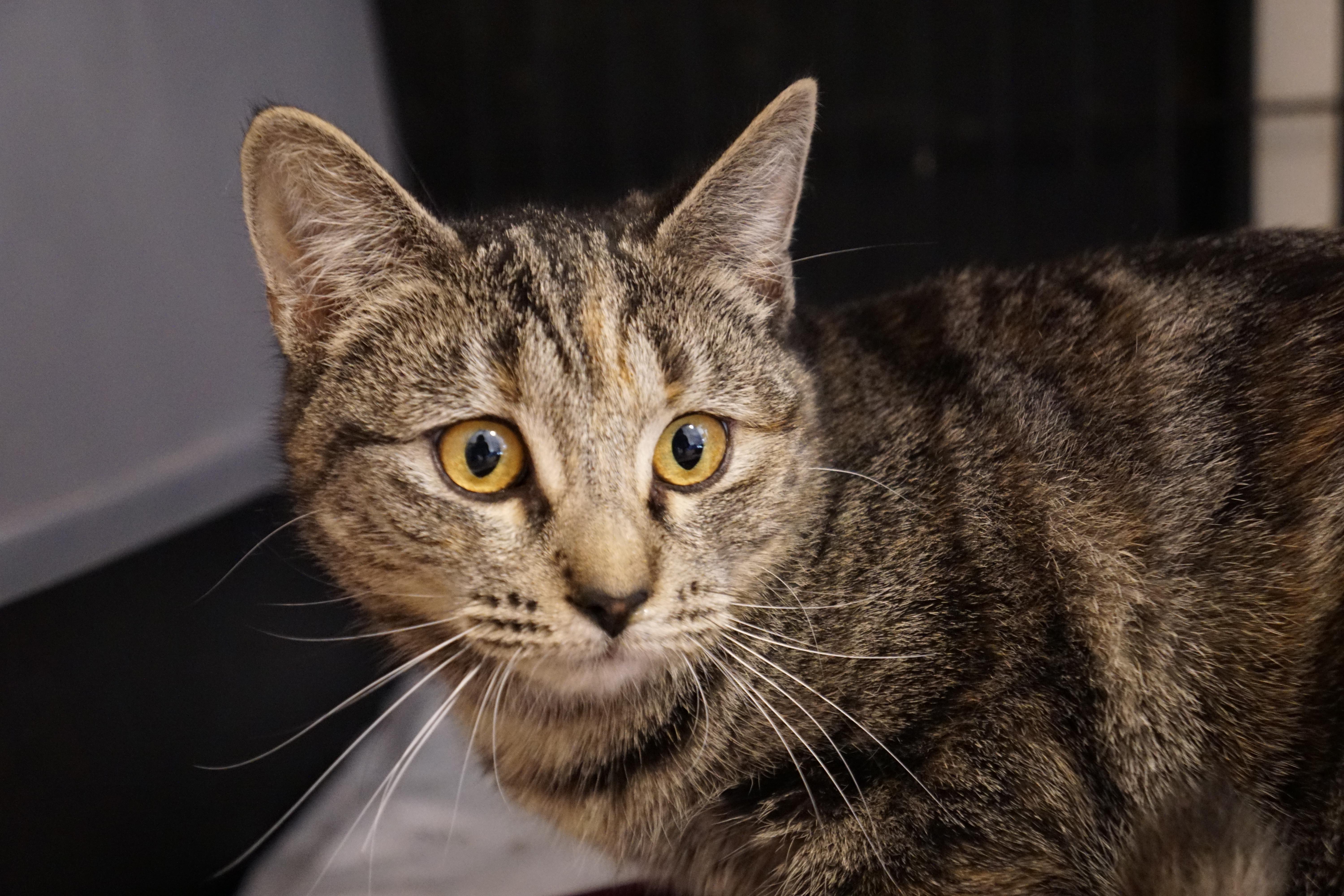 Tory, an adopted mixed breed in New Bedford, MA image 3/4