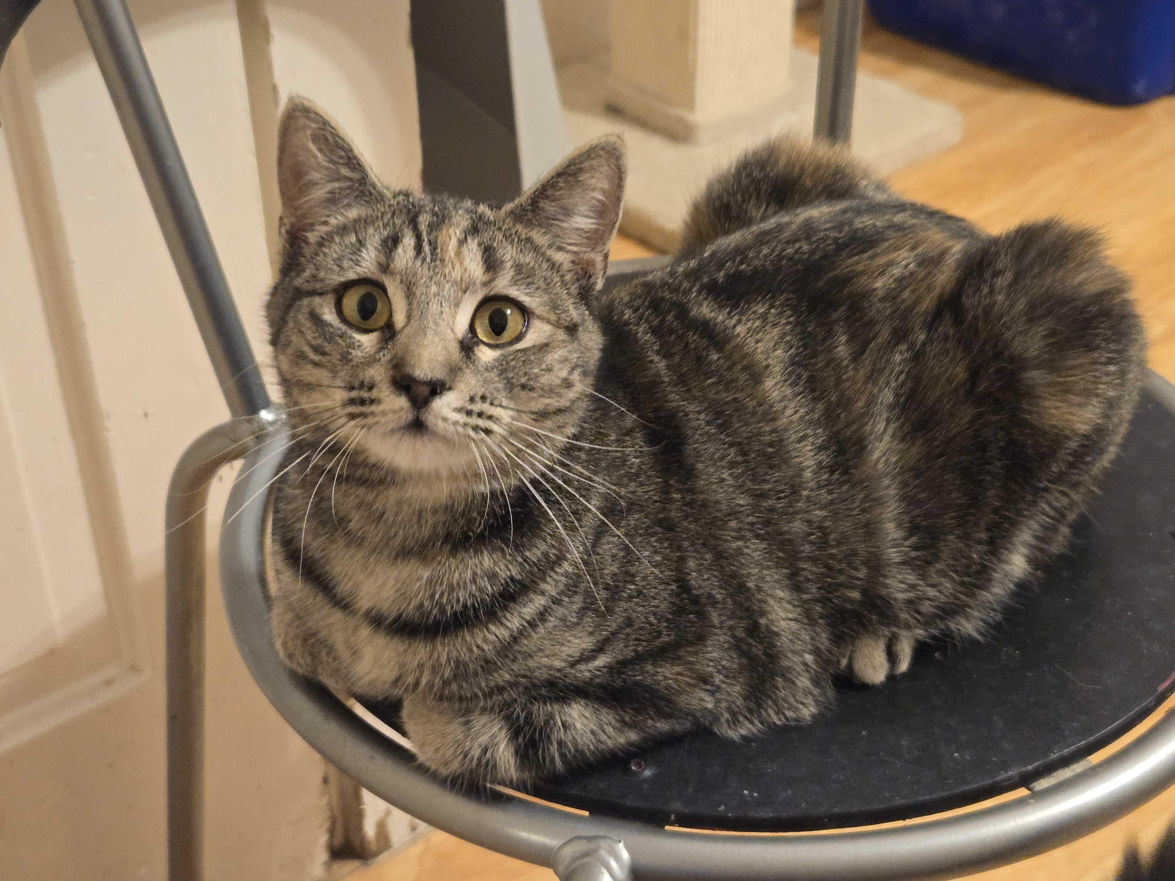 Tory, an adopted mixed breed in New Bedford, MA image 2/4