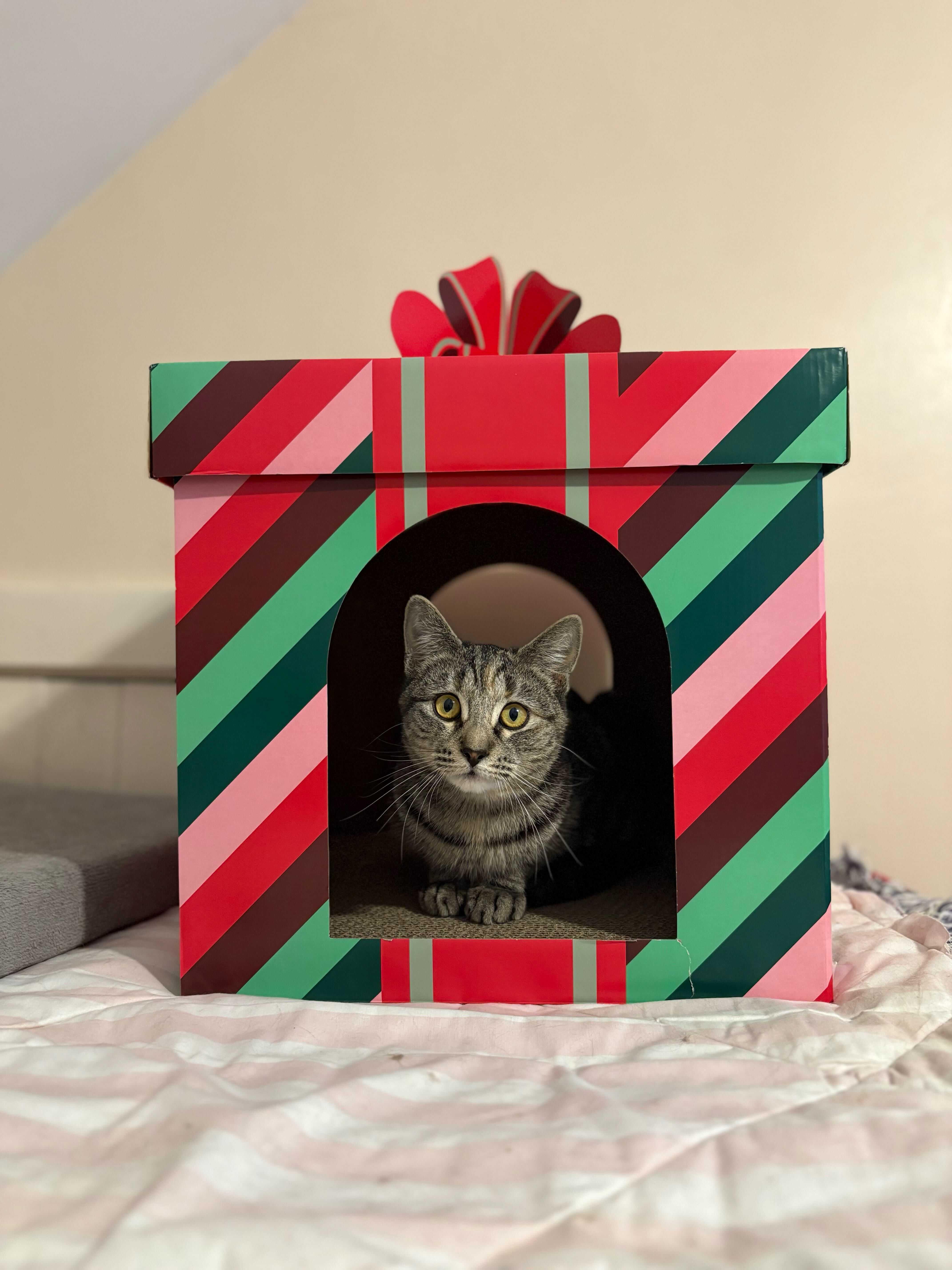 Tory, an adopted mixed breed in New Bedford, MA image 4/4